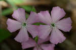 Sticky catchfly